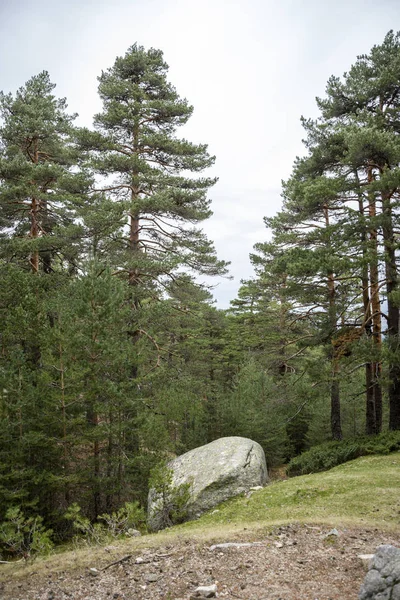 Scots pine forest in Guadarrama Mountains National Park — Stock Photo, Image