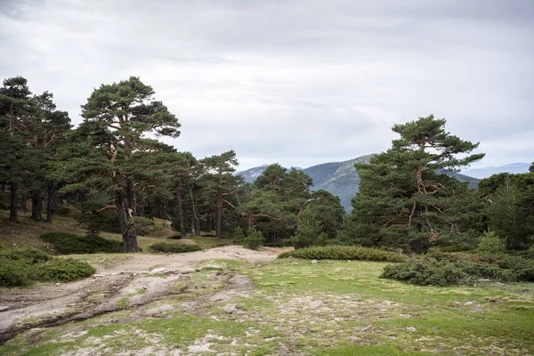 Scots pine forest in Guadarrama Mountains National Park — Stock Photo, Image