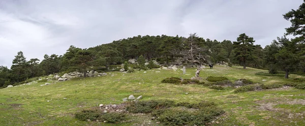 Borovice lesní v Guadarrama Mountains National Park — Stock fotografie