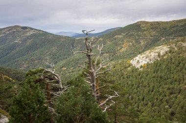 İskoç çam ormanı Guadarrama dağlarda