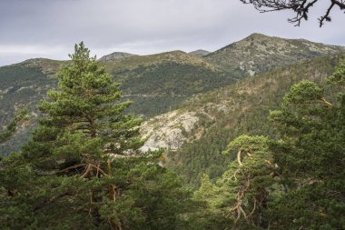 İskoç çam ormanı Guadarrama dağlarda