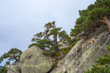 İskoç çam ormanı içinde Siete Picos