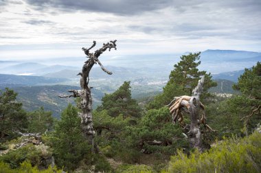İskoç çam ormanı içinde Siete Picos