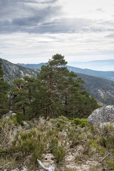 Scots pine forest in Siete Picos — Stock Photo, Image