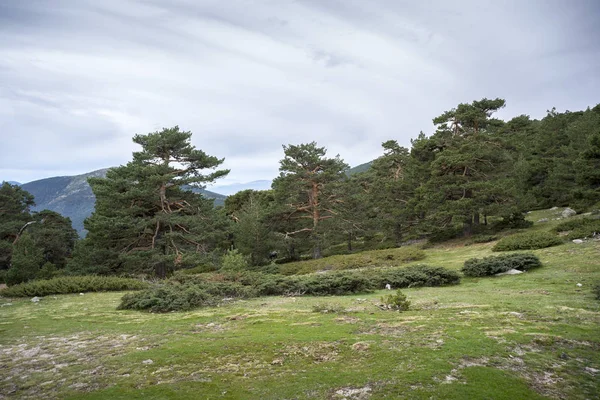 Scots pine forest in Guadarrama Mountains National Park — Stock Photo, Image