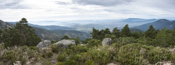 Σκωτσέζοι πευκοδάσος στην περιοχή Siete Picos (επτά κορυφές) — Φωτογραφία Αρχείου