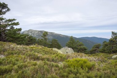 İskoç çam ormanı ve yastıklı çırpı