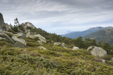İskoç çam ormanı ve yastıklı çırpı