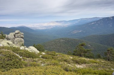 İskoç çam ormanı ve yastıklı çırpı