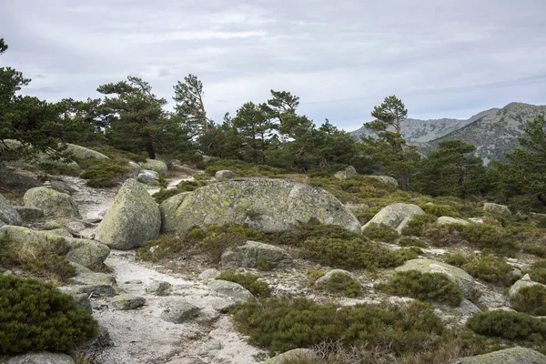 Tallskog och vadderad småskog — Stockfoto