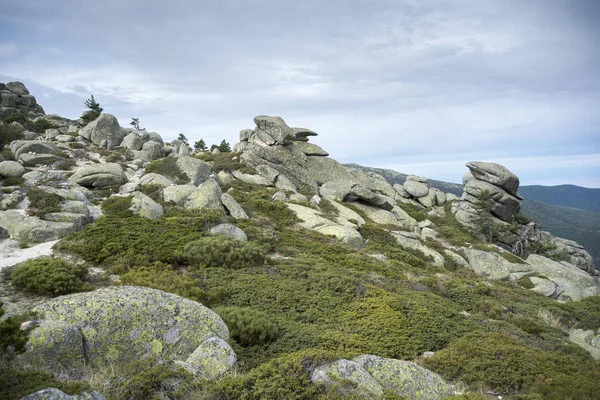 Alpesi párnázott vékonyfa — Stock Fotó