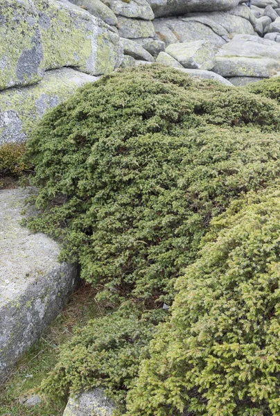 Genévrier commun, Juniperus communis subsp. alpina — Photo
