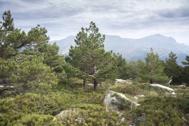 İskoç çam ormanı ve yastıklı çırpı
