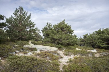 İskoç çam ormanı ve yastıklı çırpı