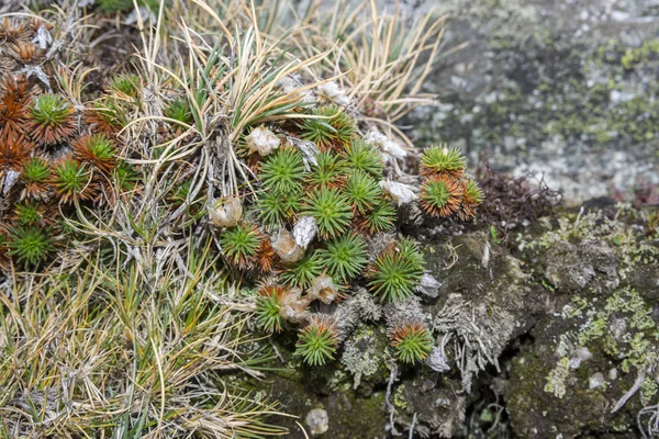 Primer plano de Armeria caespitosa —  Fotos de Stock