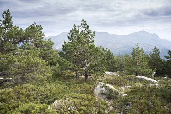 Scots pine forest and padded brushwood — Stock Photo, Image