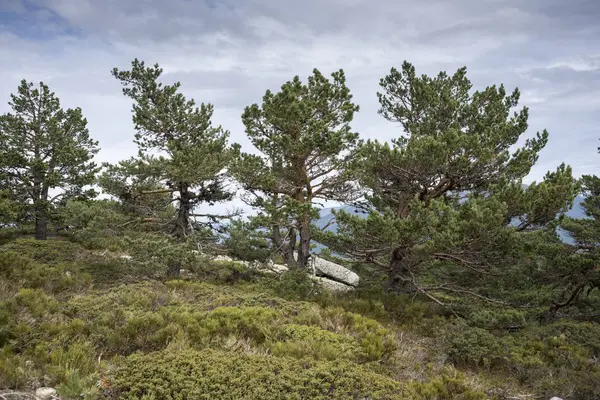 Floresta de pinheiros escoceses e mato acolchoado — Fotografia de Stock