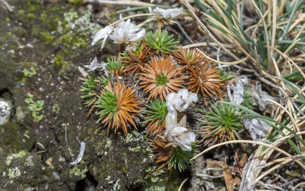 Zblízka Armeria caespitosa — Stock fotografie