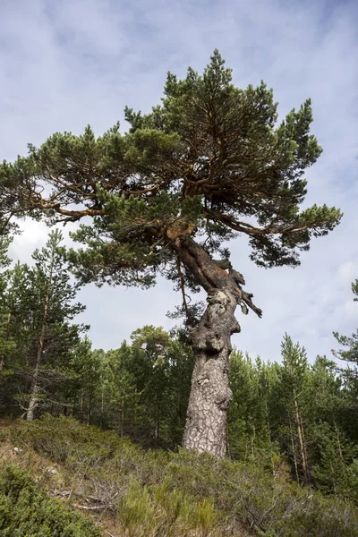 Borovice lesní a polstrované chrastí — Stock fotografie