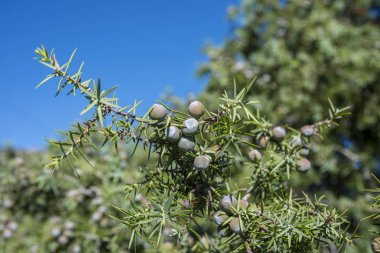 Meyve ve yaprakları dikenli ardıç Juniperus oxycedrus