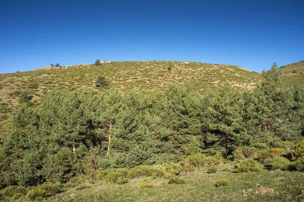 Bois de broussailles rembourré et forêt de pins sylvestre — Photo