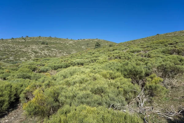 Hornillo akışı yakınındaki yastıklı çırpı