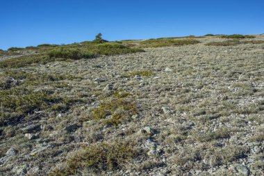 Çayır üzerinde Guadarrama Dağları Milli Parkı içinde Alp otlaklar
