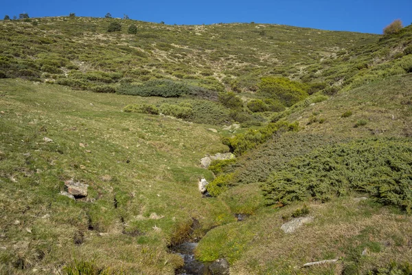 Yastıklı çırpı Hornillo akışı Guadarrama Dağları Milli Parkı içinde yanında
