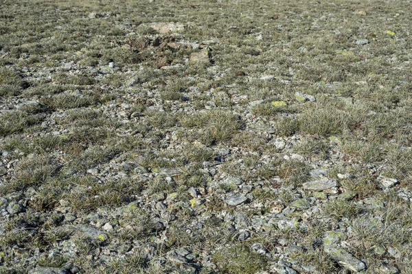 Pastizales alpinos de Fescue en el Parque Nacional de las Montañas Guadarrama — Foto de Stock