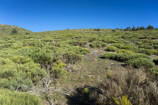 Pinceaux rembourrés dans le parc national des Monts Guadarrama — Photo