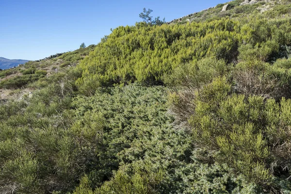 Wyściełane chrustu w parku narodowym gór Guadarrama — Zdjęcie stockowe