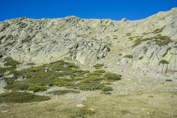 Párnázott vékonyfa mellett a Pico del Nevero — Stock Fotó