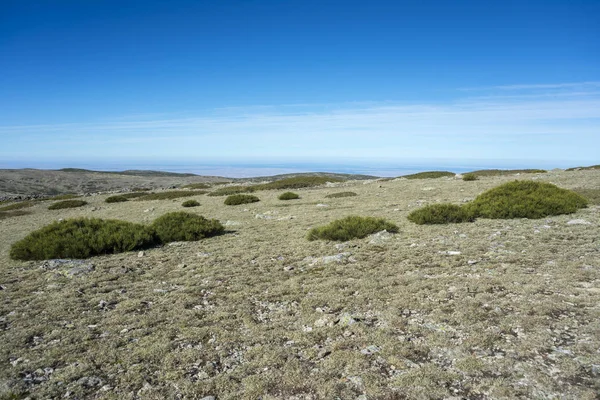 Alpine grasslands of Fescue — Stock Photo, Image