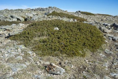 Common Juniper, Juniperus communis subsp. alpina clipart