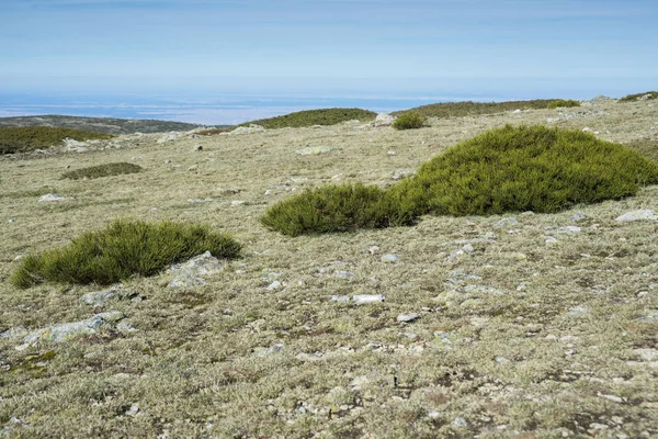 Alpina gräsmarker med svingel och vadderad småskog — Stockfoto