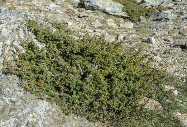 Enebro común, Juniperus communis subsp. alpina — Foto de Stock