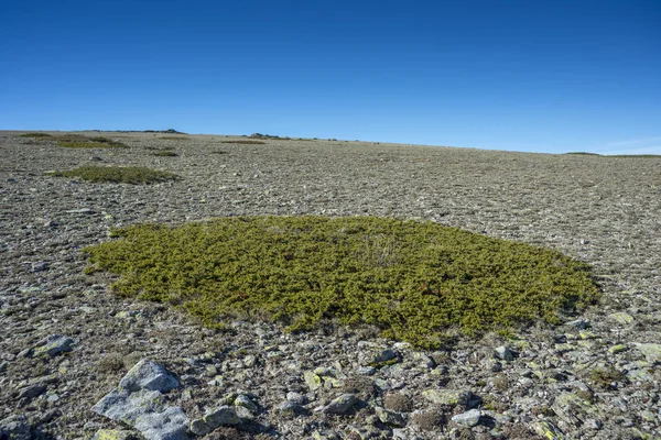 Prairies alpines de fétuque et de broussailles rembourrées — Photo