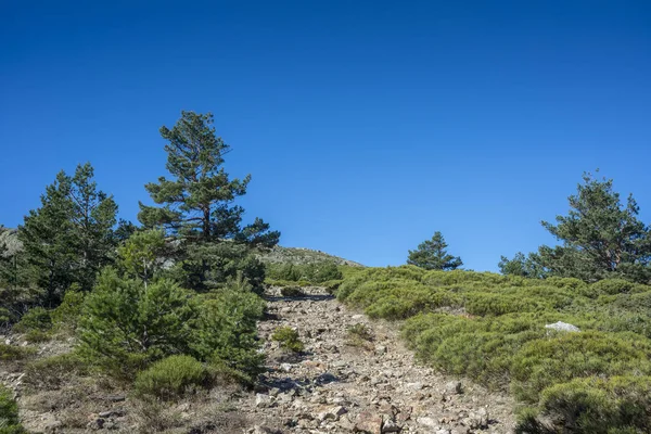 Floresta de pinheiro escocês e mato acolchoado — Fotografia de Stock