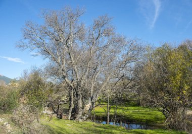 Riverside bitki örtüsü Santillana nehrin yanında