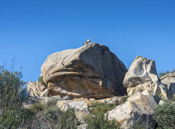 Två Griffon gam, Gyps fulvus, uppflugen på en granitic rock — Stockfoto