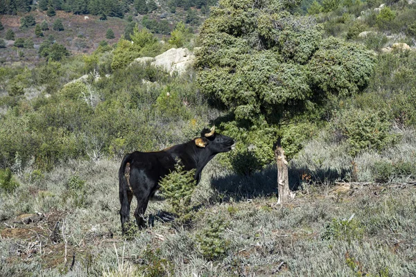 Black cow feeding on a Cade e tree — Stock Photo, Image