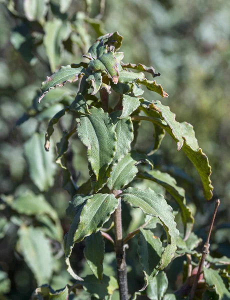 Leaves and fruits of Laurel-leaf cistus, Cistus laurifolius — Stock Photo, Image