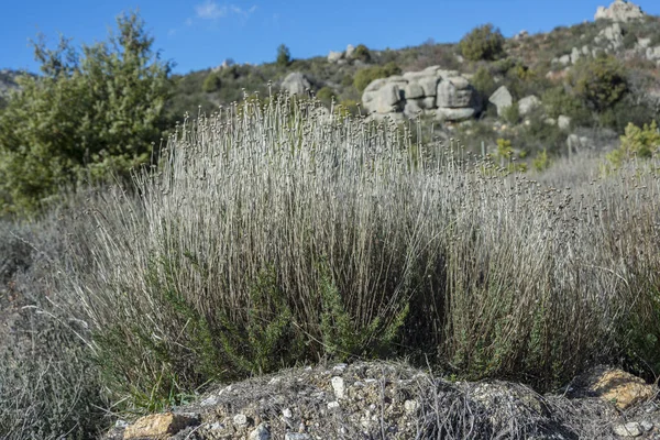 Okaz rozmarynu santolina, Santolina rosmarinifolia — Zdjęcie stockowe