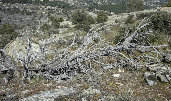 Мертвих і впав дерев ялівцю (ялівець oxycedrus) — стокове фото