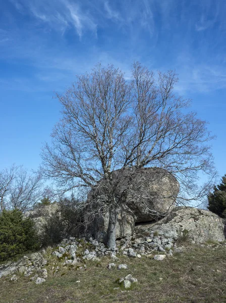 Монпельє Клен, Acer monspessulanum — стокове фото