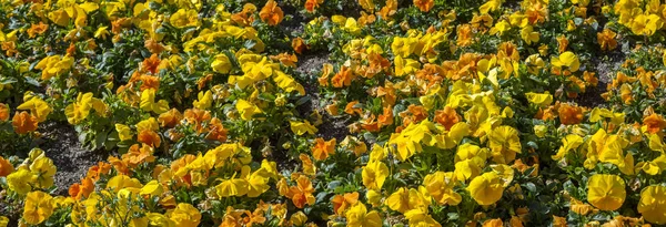 Bahçe Homo Viola Renkli Var Hortensis Bir Bahçede Çiçek Yatak — Stok fotoğraf