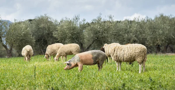 Pigs Sheep Grazing Field Photo Taken Province Ciudad Real Spain — Stock Photo, Image