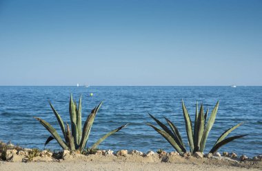 Santa Pola promenade iki yüzyıl bitkiler. Alicante, İspanya, Akdeniz tarafından konuşulan toplumda Baix Vinalopo comarca kıyı Köyü yer alır.