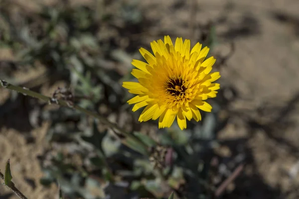 Flowers False Sow Thistle Reichardia Tingitana Biennial Perennial Species Daisy — Stock Photo, Image