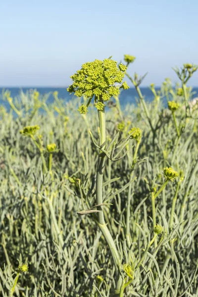 Close Flowers Rock Samphire Crithmum Maritimum Coastal Plant Family Apiaceae — Stock Photo, Image